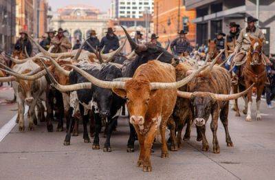 Steers Parade Through Downtown Denver to Kick Off Mile High City’s Oldest Western Tradition - breakingtravelnews.com - Usa - state Colorado - Mexico - Denver - city Downtown - city High - county Brown