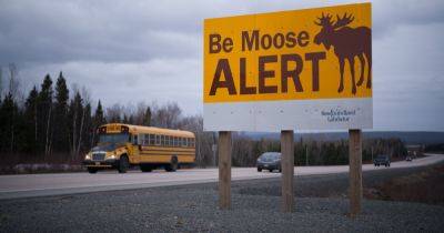 Stalking the Numerous Yet Elusive Moose of Newfoundland - nytimes.com - New York - county Canadian