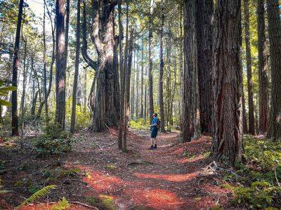 I Tested the Coolest Gear Item of the Year on a Hiking Trip to the Redwoods - matadornetwork.com - state California