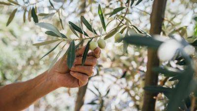 Harvesting Olives in Sicily to Cope With My Parents' Sudden Split - cntraveler.com - Italy - Britain