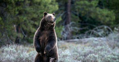 Grizzly Bear 399, Mother of 18 Cubs, Is Killed by Driver - nytimes.com - state Idaho - state Montana - state Wyoming - county Yellowstone - Jackson, state Wyoming