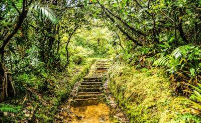 A first-time guide to Dominica - lonelyplanet.com - county Hot Spring - Usa - Martinique - Dominica - Guadeloupe - city Roseau