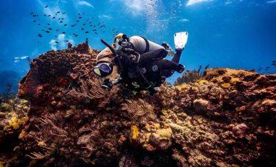 Scuba Diving In Mauritius: What You Need To Know - forbes.com - Australia - India - county Ocean - Egypt - Fiji - Madagascar - Mauritius - Reunion