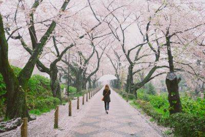 7 places to see the best cherry blossoms around the world in 2024 - lonelyplanet.com - Spain - city Amsterdam - Japan - Usa - county Park - state Vermont - Washington - city Tokyo - city Now
