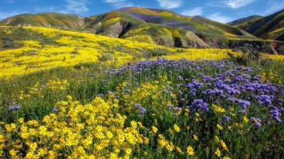 Celebrate Spring With These Dazzling North American Flower Blooms - forbes.com - Japan - Britain - Usa - county Park - Canada - state California - county Island - county San Luis Obispo - city Vancouver, county Island - state South Carolina