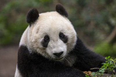 Process Begins for Giant Pandas Potential Return to the San Diego Zoo - breakingtravelnews.com - China - county San Diego