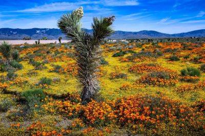 4 Places To Catch California’s Amazing Desert Bloom - forbes.com - state Nevada - state California - county Sierra