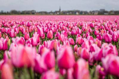 Book This Dutch Luxury Hotel For A Great Deal During Tulip Season - forbes.com - Netherlands - city Amsterdam - Ottoman