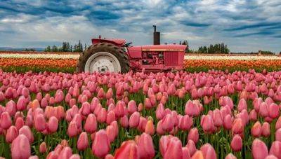 Save The Dates For These Spectacular 2024 Oregon Flower Festivals - forbes.com - Netherlands - Germany - Washington - city Portland - state Oregon - county Pacific - Salem, state Oregon