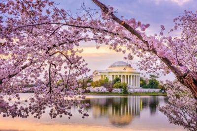 When Is The 2024 Cherry Blossom Bloom In Washington, D.C.? - forbes.com - Usa - county Park - Washington, area District Of Columbia - area District Of Columbia - city Washington, area District Of Columbia - city Tokyo