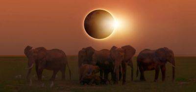From Elephants To Pig Parties: Quirky Ways To Experience April’s Total Solar Eclipse - forbes.com - Usa - state Oklahoma - state Texas - state Arkansas - state Ohio - county Pacific - city Little Rock, state Arkansas - county Rock