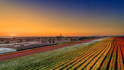 Discover The ‘Power Of Flowers’ In Carlsbad: A 2024 Springtime Escape - forbes.com - state California