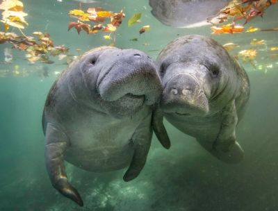 4 Must-Visit Destinations To Celebrate Earth Day With Manatees, Mares And More - forbes.com - Spain - county Garden - county Park - state California - state Florida - county Island - state North Carolina - county Santa Barbara