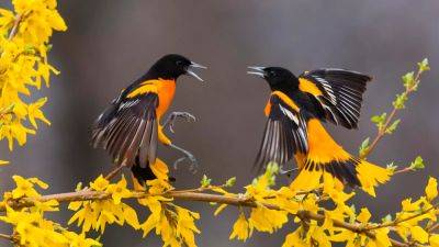 3 Essential Birdwatching Destinations To Explore Across Maryland - forbes.com - Spain - Usa - state Maryland - Baltimore - county Ocean - county Bay - county Atlantic - city Chesapeake, county Bay