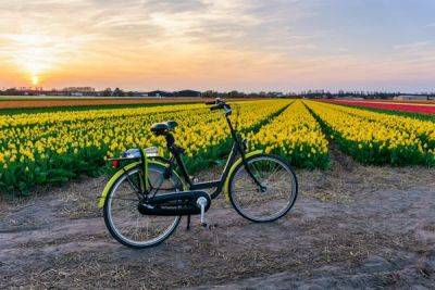 How to experience Holland's tulip fields by bike - lonelyplanet.com - Netherlands - city Amsterdam - city Holland