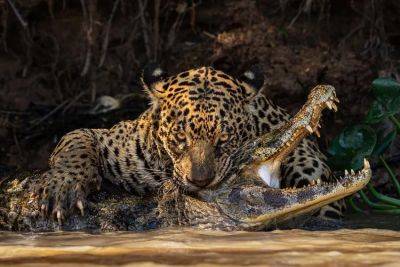 The Best Photos From The Sony World Photography Awards Open Competition - forbes.com - city London - state Alabama - Peru - Bolivia - India - Madagascar