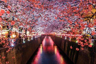 Japan’s Cherry Blossom Boom Forces Tour Operators to Adjust - skift.com - Japan