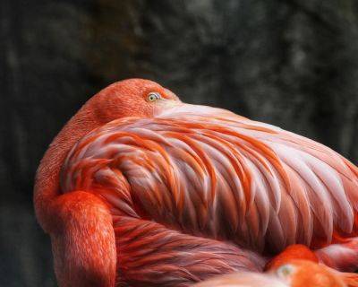 Denver Zoo Flamingos Are Named After Rockstars—And Sometimes Hug Fans - forbes.com - Bahamas - Sweden - Usa - Mexico - Chile - Peru - Argentina - Cuba