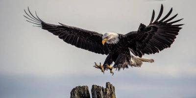 Travel To BC, Canada This Spring For Peak Bird-watching Season - forbes.com - Britain - Canada - city Columbia, Britain