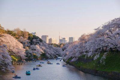 The best places to stay for cherry blossom season - thepointsguy.com - Japan - Usa - city Washington - Washington, area District Of Columbia - area District Of Columbia - state Washington - county Carlton