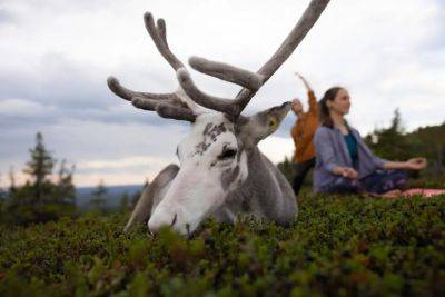 Reindeer Influencer Vesku Is The Face Of A New Finnish Lapland Tourism Campaign - forbes.com - Finland