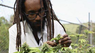 Marijuana in Jamaica: all you need to know to partake legally - lonelyplanet.com - city Amsterdam - Usa - Jamaica - city Kingston