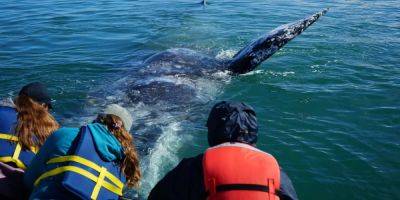 We spent over $3,300, took 2 flights, and glamped for days to pet gray whales in Mexico - insider.com - Mexico - city Seattle - city San Jose