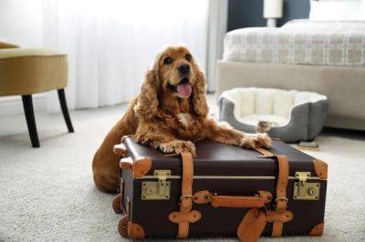 Celebrate National Pet Day 2024 With 10 Great Pet-Friendly Hotels - forbes.com - city Mexico City