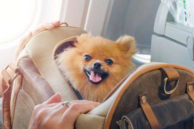 American Airlines Just Made It Easier and Cheaper to Fly With a Pet — What to Know - travelandleisure.com - Usa - Mexico - Canada - area Puerto Rico - county St. Croix
