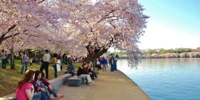 I've visited Washington, DC, to see the famous cherry blossoms for years. Here are 6 secrets to skipping crowds and optimizing your trip. - insider.com - Usa - county Garden - county Park - Washington - city Washington - city Georgetown