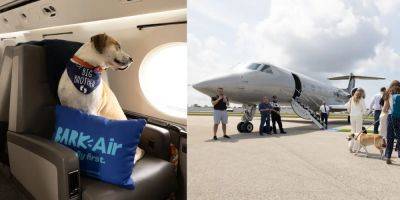 BarkBox is launching an ultra-luxury private jet air carrier for people and their pets — see what it's like on a $6,000 Bark Air flight with 'dog Champagne' and a private chef - insider.com