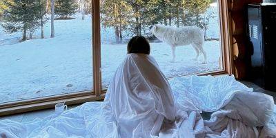I paid $1,600 to stay at a lodge at Parc Omega, where wolves come right up to your window - insider.com