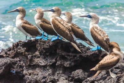 Bucket-List Travel: Why You Need To Go To The Galapagos Now - forbes.com - county Island - Ecuador