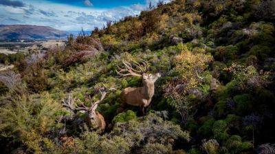 American Sportsmen Discover New Zealand’s Hunting And Fishing Paradise - forbes.com - New Zealand - Usa