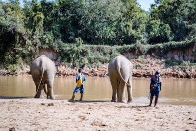 The future of ethical elephant tourism in Thailand - lonelyplanet.com - Thailand