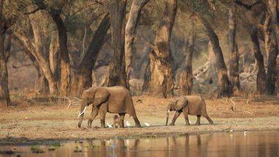 All you need to know about African elephants – and where to spot them in the wild - lonelyplanet.com - county Park - Zimbabwe - Botswana