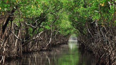 How World-Class Hotels Are Preserving The Planet’s Mangrove Forests - forbes.com - Usa - Mexico - state Florida - Fiji