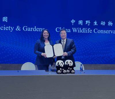 San Francisco Wants More Chinese Visitors — And Pandas - skift.com - China - state California - San Francisco - city San Francisco - city Shenzhen
