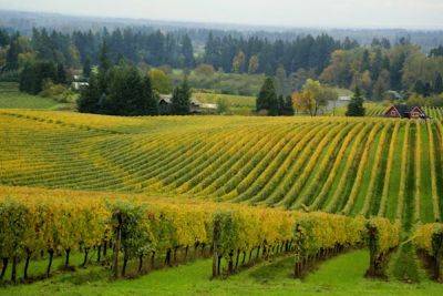 10 superb wineries in Oregon’s Willamette Valley - lonelyplanet.com - city Portland - state Oregon - county Valley - city Salem