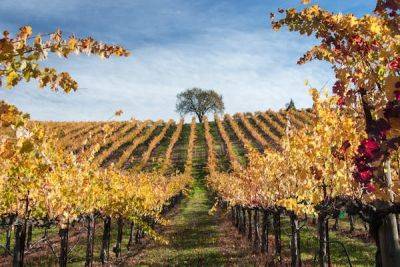 A first-timer's guide to Sonoma, California - lonelyplanet.com - Spain - state California - San Francisco - Russia - county Valley - state Indiana - county Sonoma