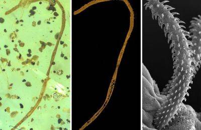 The Oldest Tapeworm Ever Was Just Found in Amber - atlasobscura.com - Chile