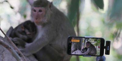 Cambodia says YouTubers are tormenting monkeys for clicks, and it plans to punish them - insider.com - county Park - Cambodia - city Phnom Penh