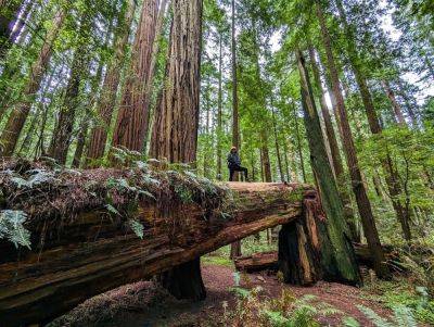 Redwoods National Park: 10 Things To Know Before You Go - forbes.com - county Park - state California - county Forest - county Prairie - county Creek - county Del Norte - county Redwood - county Smith - county Humboldt