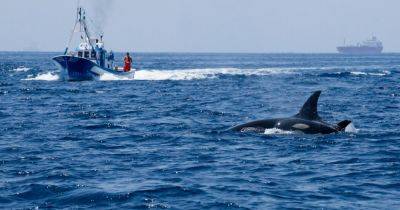 Orcas Sink Another Boat Near Iberia, Worrying Sailors Before Summer - nytimes.com - Spain - Morocco - Gibraltar - Portugal