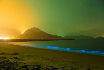 9 of the best places in the world to see bioluminescence - lonelyplanet.com - New Zealand - county Park - Mexico - county San Juan - state Washington - Cambodia