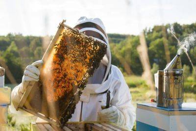 Celebrate World Bee Day With 3 Of Slovenia’s Buzziest Experiences - forbes.com - Slovenia