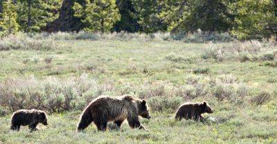 Veteran Survives Grizzly’s Attack After It Bites Into Can of Bear Spray - nytimes.com - county Park - state Wyoming