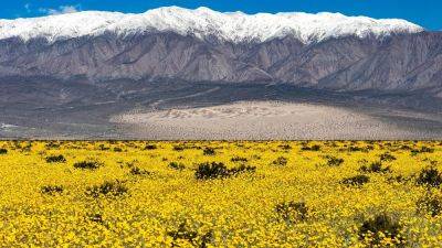 Flowers In The Desert: Death Valley’s Beautiful Bloom - forbes.com - state California