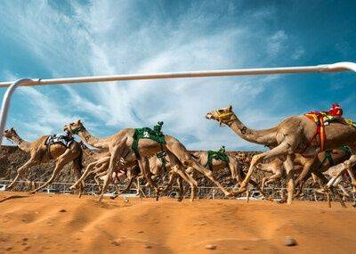 ALULA TO HOST INAUGURAL EDITIONS OF ARAB CUP FOR CAMEL RACING - breakingtravelnews.com - Saudi Arabia