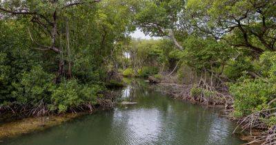 Watery, Peaceful, Wild: The Call of the Mangroves - nytimes.com - Netherlands - Australia - state Florida - Belize - Indonesia